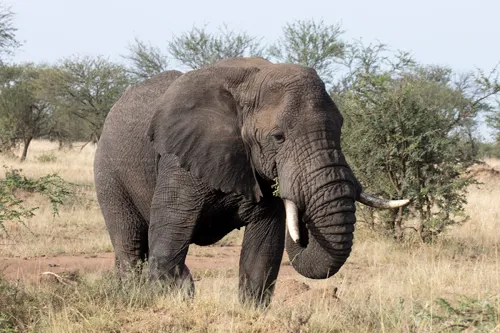 Melia Serengeti Lodge Melia Collection