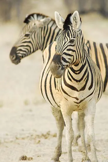 Mokuti Etosha Lodge