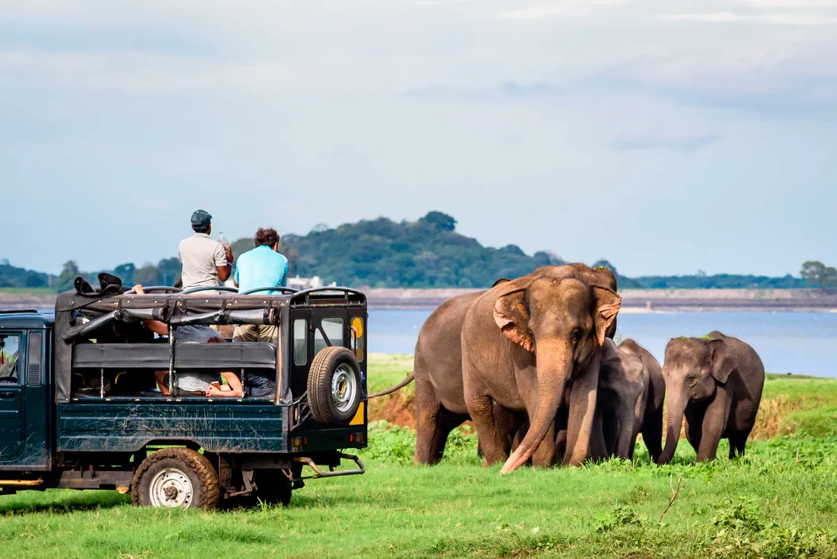 Leopard Trails (Wilpattu)